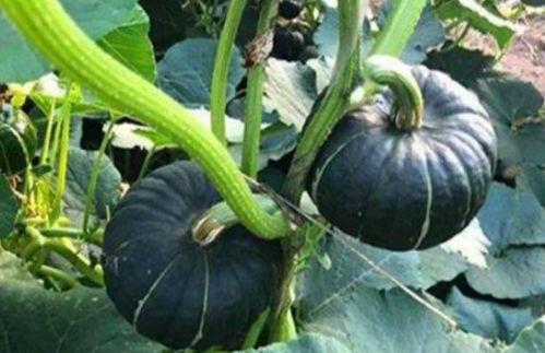 八卦吃瓜网红视频,揭秘娱乐圈幕后故事 第2张 八卦吃瓜网红视频,揭秘娱乐圈幕后故事 第2张